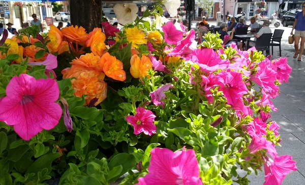 Floral Display