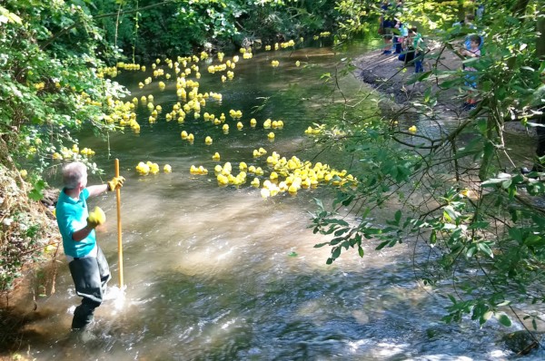 Laggard ducks are given a helping ... throw