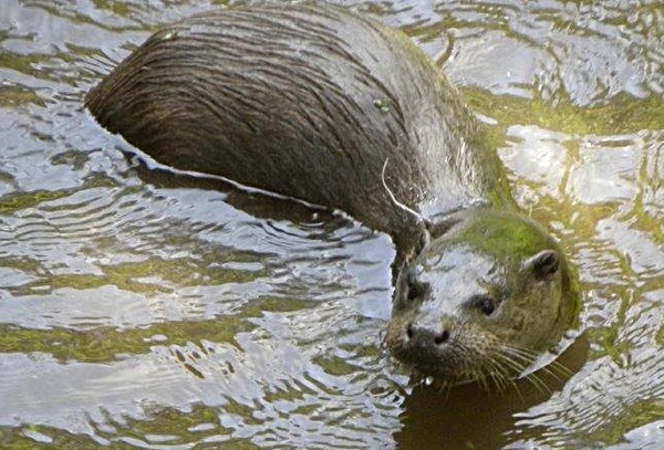otter