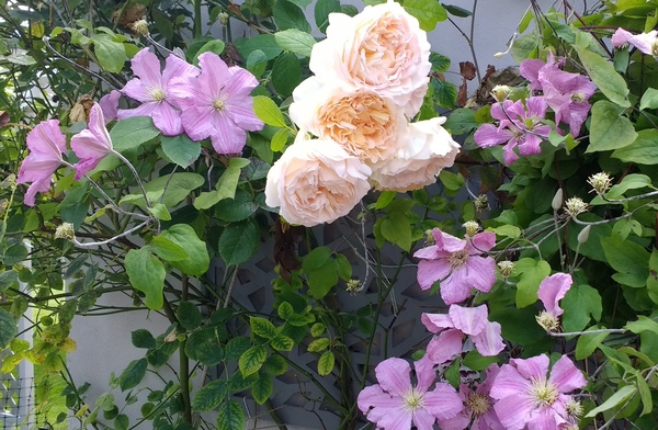Open Gardens Day