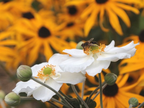 Open Gardens Day