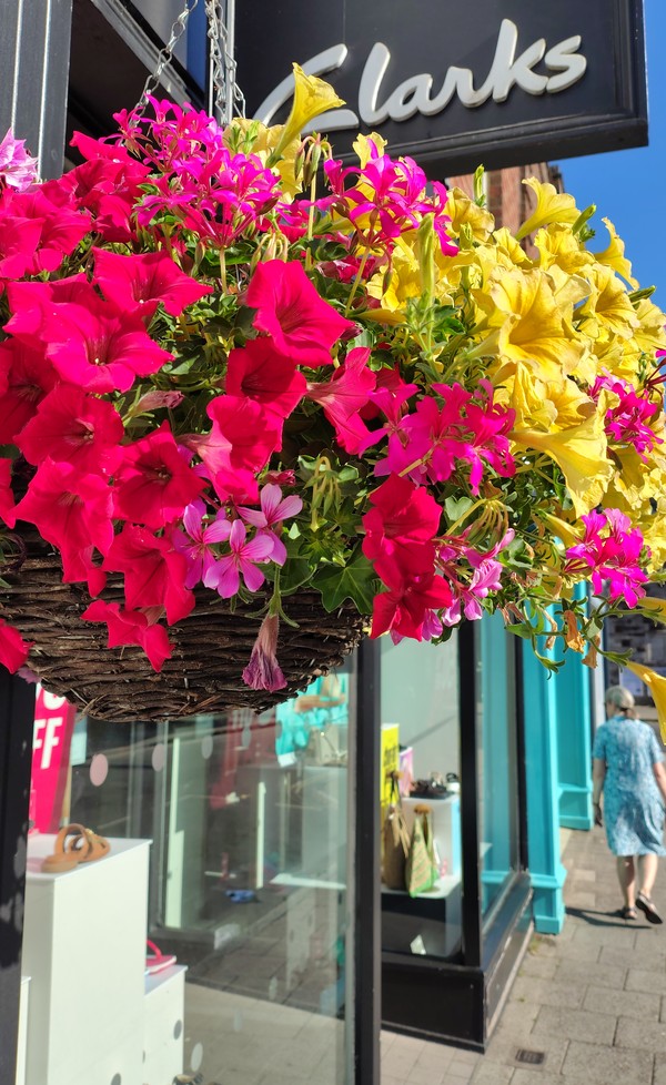Summer Floral Display
